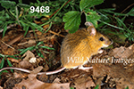 Napaeozapus-insignis